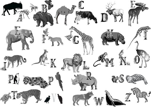 grey animals alphabet