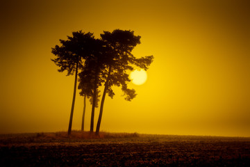 Wall Mural - yellow mood