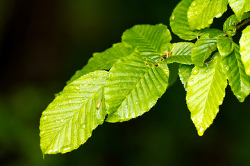 Poster - Leaves