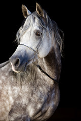 Fotoroleta portret rasowy koń grzywa