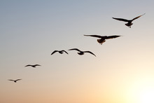 Seagulls Sunset