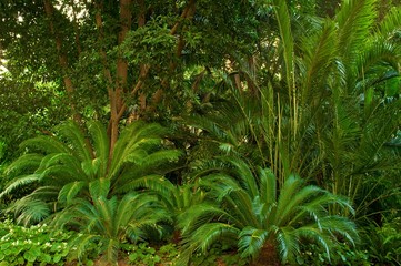 Wall Mural - Beautiful tropical forest.