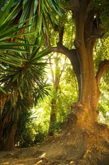 Wall Mural - Old tree in a tropical forest.