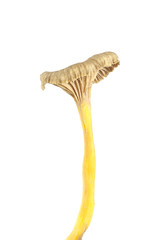 Poster - Funnel Chanterelle (Cantharellus tubaeformis) isolated