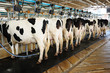 Cow automation farming agricultural