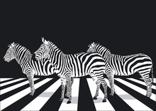 Zebras Auf Zebrastreifen