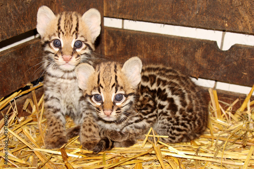 Bebe Ocelot 7 Semaines Stock Photo Adobe Stock