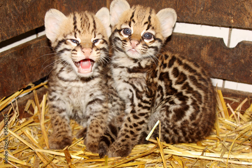 Fotomurales Leopardus Pardalis Encuentra Tu Fotomural Con Nuestro Buscador De Fotomurales Fotomurales Leopardus Pardalis Encuentra Tu Fotomural Con Nuestro Buscador De Fotomurales
