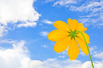 Wall Mural - orange cosmos flower and blue sky