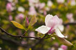 Flowering branch of magnolia in the rain