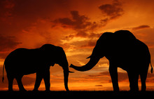 Silhouette Elephant In The Sunset