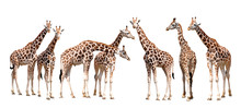 Giraffes Isolated