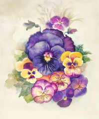 Wall Mural - Watercolor Flora Collection: Viola Tricolor