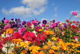 Fototapeta Kwiaty - kolorowe letnie kwiaty