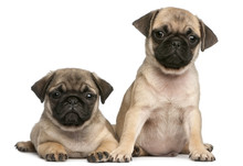 Two Pug Puppies, 8 Weeks Old