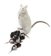 Fancy Rat next to its babies and looking at the camera