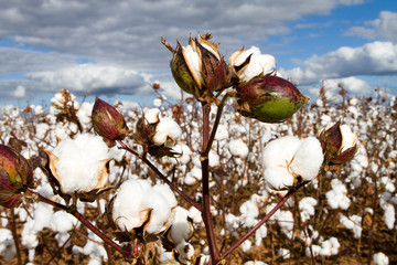 Cotton Bolls Field