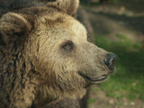 Fototapeta Maki - niedźwiedź brunatny