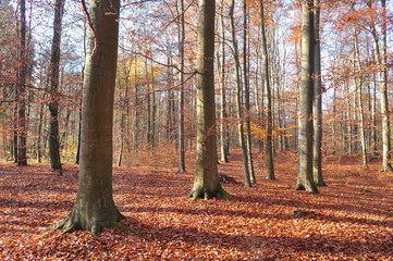 Sticker - Autumn forest