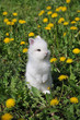 little white bunny in yellow flowers
