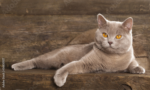British Cat Rare Color Lilac Buy This Stock Photo And Explore