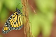 Monarch am klettern