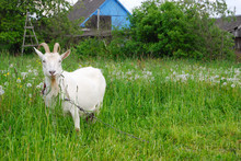 White Goat On A Meadow
