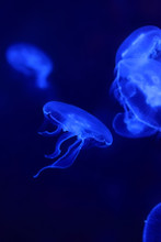 Blue Jellyfish In The Ocean