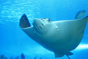 beautiful stingray