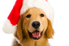 Happy Golden Retriever Christmas Dog
