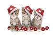 Drei Kätzchen Weihnachten