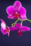 Fototapeta Storczyk - pink orchid isolated on black