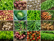 organic vegetables and greens collage