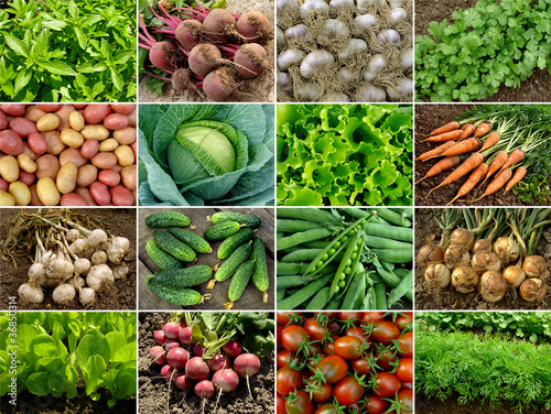 Fototapeta na szkło organiczny kolaż warzyw i zieleni