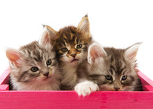 Main Coon Kittens