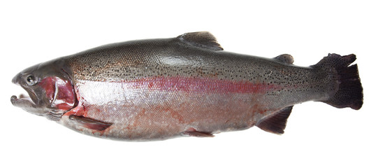 Sticker - Large rainbow trout (Oncorhynchus mykiss)