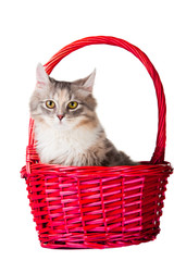 Wall Mural - beautiful young colorful kitten sitting in pink basket