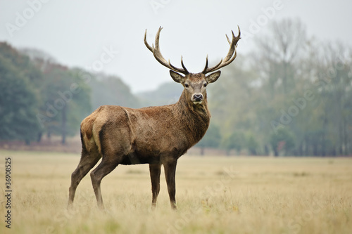 Obraz w ramie Portrait of majestic red deer stag in Autumn Fall