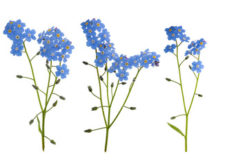 Wall Mural - blue isolated forget-me-nots collection