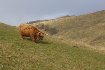 Poster - highland cow