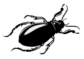 Wall Mural - silhouette bug on white background