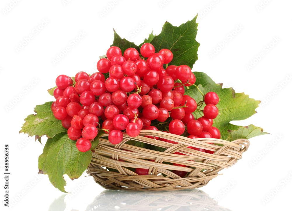 red berries of viburnum in basket isolated on white