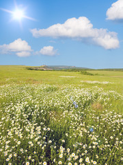 Sticker - Big field of flowers on sunrise.