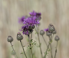 Wall Mural - Thistles, shallow depth of field