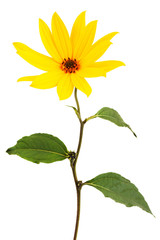 Fotomurales - Yellow daisy flower