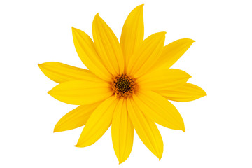 Fotomurales - Large yellow daisy