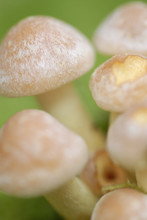 Small Mushroom Toadstools (Armillaria Tabescens).