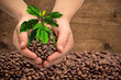 Hands with coffee tree and coffee beans