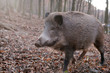 wildschwein im grunewald berlin