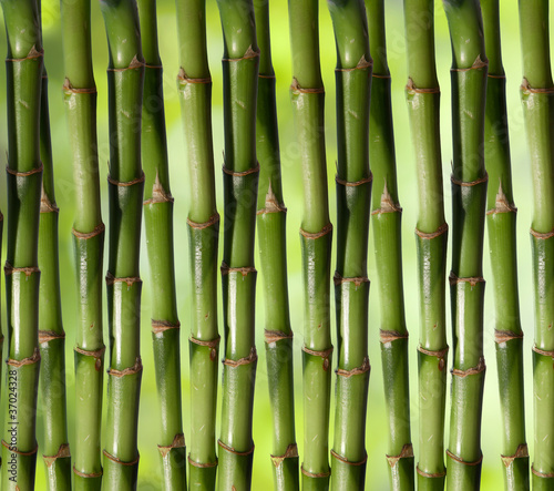 Naklejka na szybę natural Bamboo. background Image